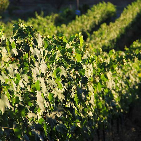 Agriturismo San Mauro Capalbio Ngoại thất bức ảnh